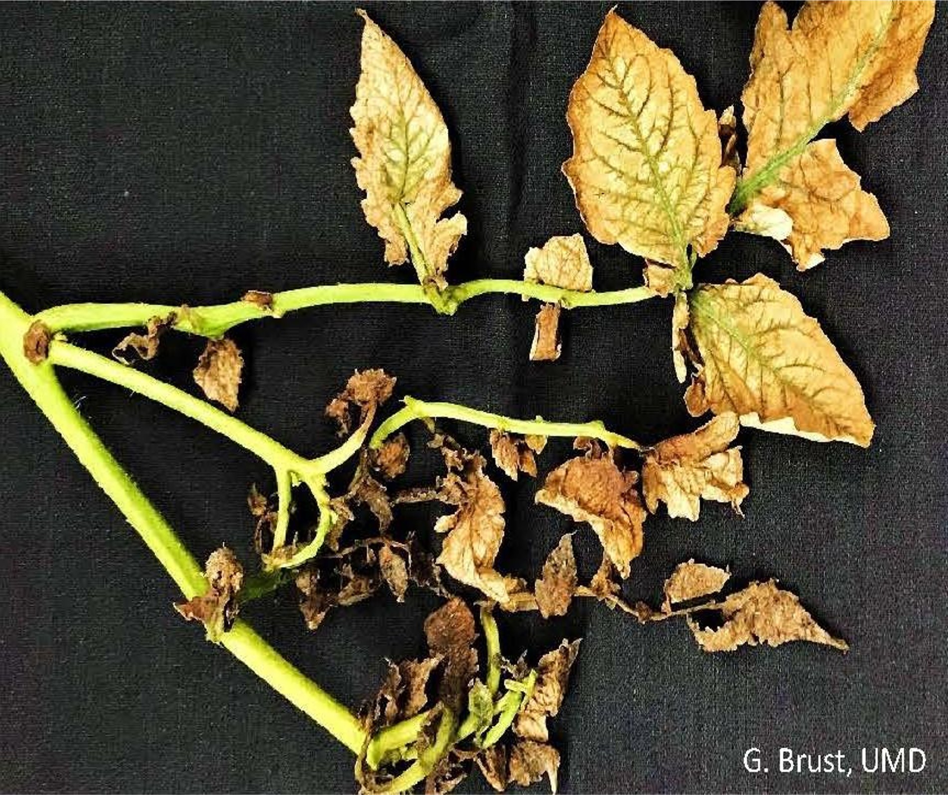 A tomato plant with dying leaves